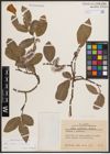 Foto von Salix caprea L. x Salix silesiaca Willd.